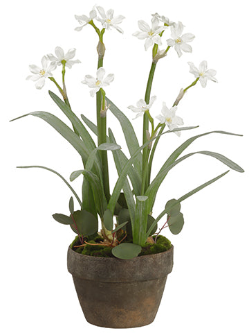 25" Narcissus in Terra Cotta Pot White (pack of 4)