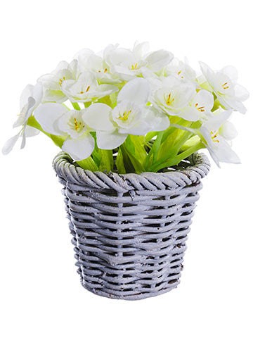 5.5" Narcissus in Basket  White (pack of 12)