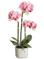 Two Tone Pink