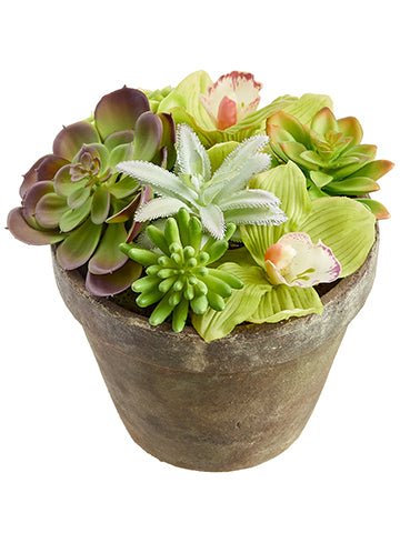 8.5"Hx7.5"D Cymbidium/ Succulent in Terra Cotta Pot Green Burgundy (pack of 4)