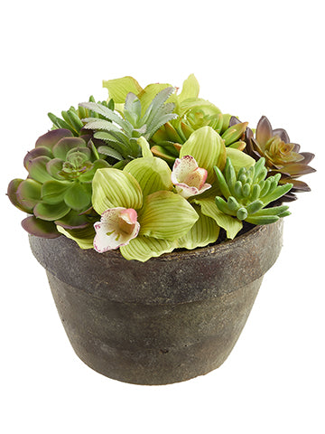 8.5"Hx9"D Cymbidium/Succulent in Terra Cotta Pot Green Burgundy (pack of 4)