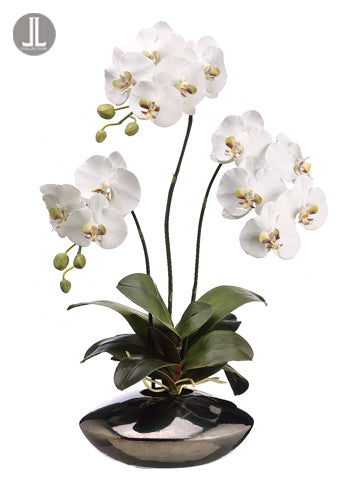 31" Phalaenopsis Orchid Plant in Ceramic Pot White (pack of 1)