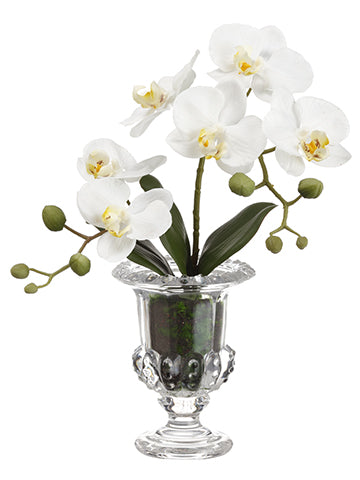 14" Phalaenopsis Orchid Plant in Glass Vase White (pack of 6)