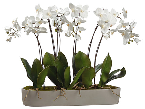 27.5" Phalaenopsis Orchid Plant in Cement Pot White (pack of 1)