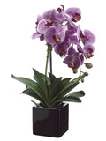 Two Tone Violet