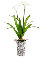 27.5" Paper White in Basket  White (pack of 4)