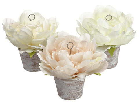 5.5" Peony Namecard Holder in Clay Pot (3 Colors /Assortment) Assorted (pack of 12)