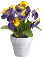 Purple Yellow