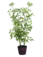 40.5" Queen Anne's Lace Plant With Soil White (pack of 1)