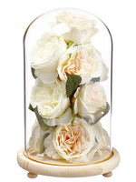 11" Rose/Sedum in Glass Dome  Cream Peach (pack of 4)