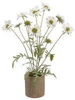 27" Scabiosa Plant in Cement Container White (pack of 1)