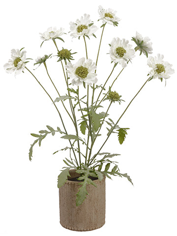 27" Scabiosa Plant in Cement Container White (pack of 1)