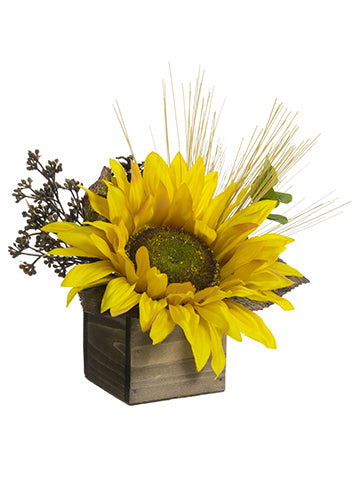 6.5" Sunflower/Eucalyptus Leaf/Pine Cone/Long Needle Pine Arrangement in Wood Box Y (pack of 12)