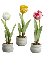 10.5" Tulip in Cement Pot (3 Assortments/set) Mix (pack of 2)