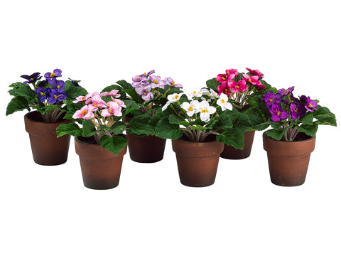 6" African Violet in Paper Mache Pot (1 ea/6 colors) Assorted (pack of 6)