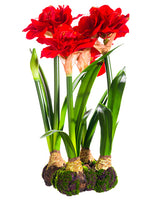 22" Standing Amaryllis with Bulb Red (pack of 1)