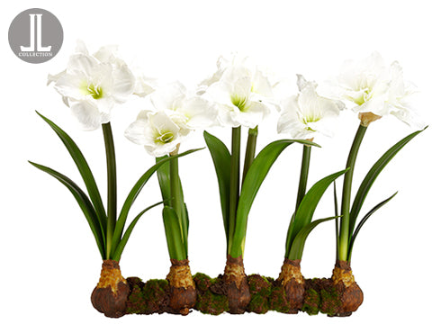 22" Amaryllis With Bulb on Soil and Moss White (pack of 2)