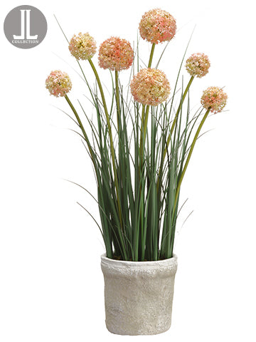 27" Allium in Clay Pot  Mauve Green (pack of 4)