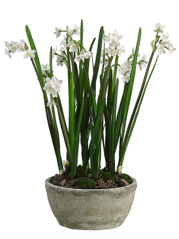 23" Paperwhite in Clay Pot  White (pack of 1)