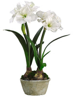27" Amaryllis w/Bulb in Clay Pot White (pack of 2)