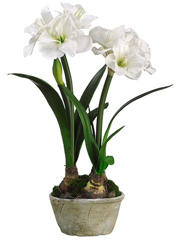 27" Amaryllis w/Bulb in Clay Pot White (pack of 2)