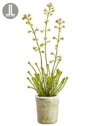 19.5" Horseweed Plant With Bloom in Clay Pot Pink (pack of 6)