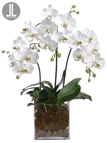 31" Phalaenopsis Orchid Plant x3 in Glass Vase White (pack of 1)