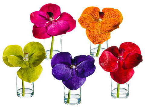 5.5" Vanda Orchid in Glass Vase x5 in Acetate Box Mixed (pack of 4)