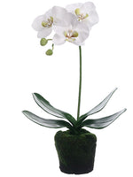12" Phalaenopsis Orchid Plant with Soil & Moss White (pack of 6)