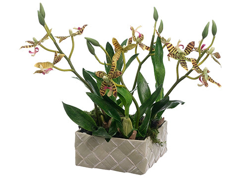9" Mini Starolous Orchid Plant in Basket Green Burgundy (pack of 4)
