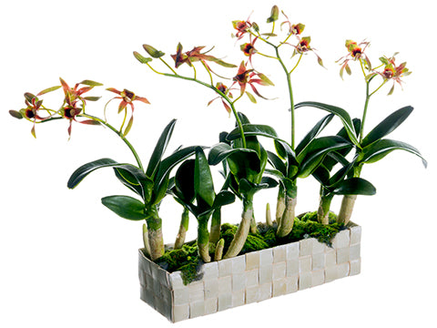 13" Dendrobium Orchid Plant in Basket Green Mauve (pack of 1)