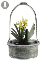 9.5" Mini Vanda Orchid Plant in Glass Terrarium Lime (pack of 2)