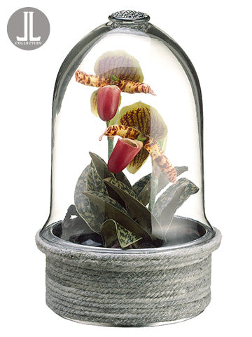 9.5" Mini Lady's Slipper Orchid Plant in Glass Terrarium Lime Burgundy (pack of 2)