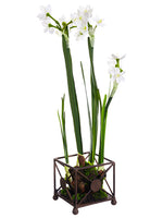 15" Paperwhite With Bulb in Tin Container White (pack of 6)