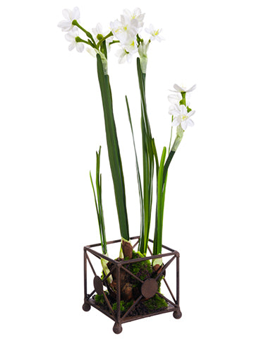 15" Paperwhite With Bulb in Tin Container White (pack of 6)