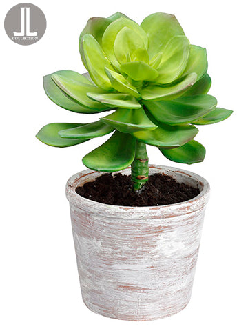 12" Echeveria in Clay Pot  Green (pack of 4)