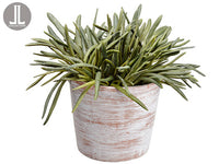 10.5" Finger Succulent in Clay Pot Green (pack of 4)