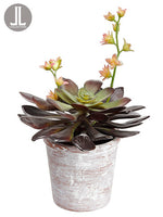 13" Flowering Echeveria in Clay Pot Plum Green (pack of 6)