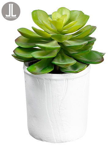 9" Echeveria in Clay Pot  Green (pack of 6)