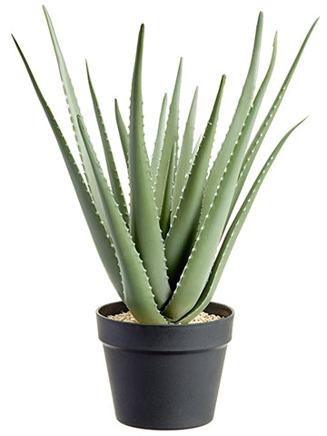21" Aloe Plant in Plastic Pot  Green Gray (pack of 2)