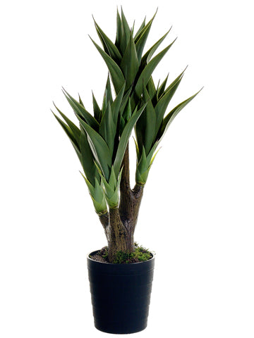 39" Agave Attenuata Plant x4 in Black Plastic Pot Green (pack of 4)