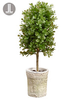16" Boxwood Topiary in Clay Pot Green (pack of 8)