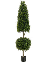 6' Cone/Ball-Shaped Boxwood Topiary in Plastic Pot Two Tone Green (pack of 1)