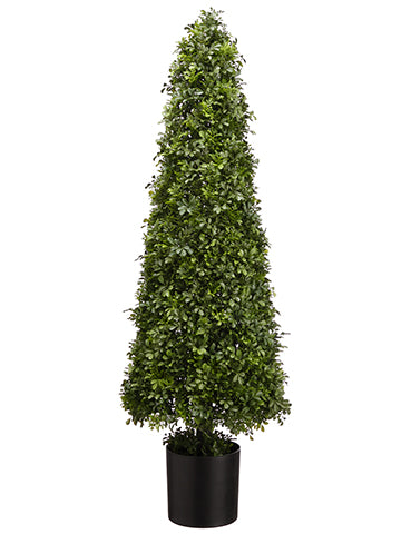 49" Boxwood Cone Topiary in Nursery Pot Green (pack of 1)