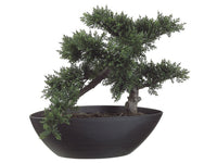 14" Cedar Bonsai with 197 Leaves in Plastic Pot Green (pack of 4)