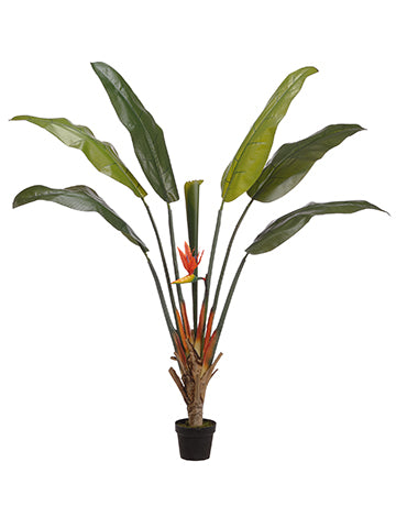 67" Bird of Paradise Plant With 6 Leaves And 1 Bud in Pot Green Two Tone (pack of 2)