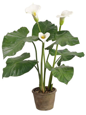36" Calla Lily Plant in Terra Cotta Pot White (pack of 2)