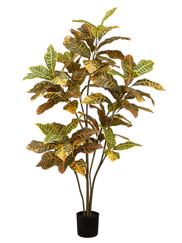 48" Croton Plant in Pot  Yellow Green (pack of 2)