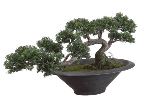 14"Hx20"L Trailing Cedar Bonsai Tree in Pot Green (pack of 1)