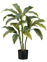 3.5' Cordyline Plant x3 in Pot Variegated (pack of 4)